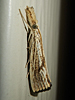 Agriphila ruricolellus - Lesser Vagabond Sod Webworm