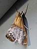 Chalcoela iphitalis - Sooty-winged Chalcoela