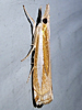 Crambus praefectellus - Common Grass-veneer