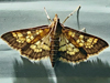 Diacme adipaloides - Darker Diacme Moth