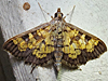 Diacme adipaloides - Darker Diacme Moth