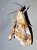 Dicymolomia julianalis - Julia's Dicymolomia Moth