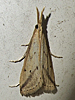 Donacaula longirostrellus