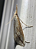 Donacaula longirostrellus