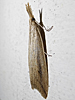 Donacaula melinellus