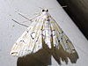Elophila icciusalis - Pondside Pyralid