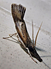 Fissicrambus mutabilis - Changeable Grass-veneer