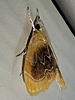 Glaphyria fulminalis - Black-patched Glaphyria Moth