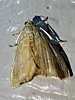 Glaphyria glaphyralis - Common Glaphyria Moth