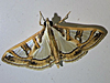 Glyphodes pyloalis - Lesser Mulberry Snout Moth