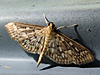 Herpetogramma pertextalis - Bold-feathered Grass Moth