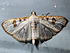 Palpita illibalis - Inkblot Palpita Moth