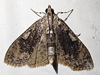 Palpita species