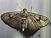 Palpita species