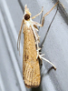 Parapediasia teterrella - Bluegrass Webworm Moth