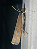 Parapediasia teterrella - Bluegrass Webworm Moth