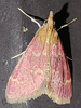 Pyrausta signatalis - Raspberry Pyrausta