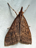 Udea rubigalis - Celery Leaftier