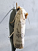 Antaeotricha leucillana - Pale Gray Bird-dropping Moth