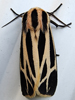 Apantesis species - Tiger Moth