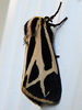 Apantesis species - Tiger Moth