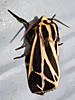 Apantesis species - Tiger Moth
