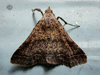 Bleptina caradrinalis - Bent-winged Owlet