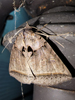 Celiptera frustulum - Black Bit Moth