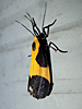 Cisthene kentuckiensis - Kentucky Lichen Moth