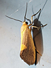 Cisthene plumbea - Lead-colored Lichen Moth