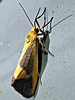 Cisthene plumbea - Lead-colored Lichen Moth