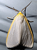 Cycnia tenera - Delicate Cycnia