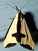Haploa clymene - Clymene Moth