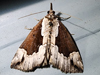 Hypena baltimoralis - Baltimore Hypena