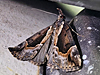 Hypena baltimoralis - Baltimore Hypena
