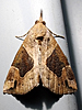 Hypena manalis - Flowing-line Bomolocha