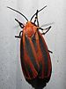 Hypoprepia miniata - Scarlet-winged Lichen Moth