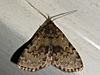 Idia denticulalis - Toothed Idia