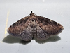 Idia forbesii