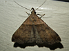 Lascoria ambigualis - Ambiguous Moth ♀