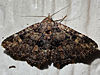Metalectra - Fungus Moth