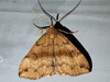 Phalaenostola eumelusalis - Dark Phalaenostola