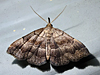 Phalaenostola larentioides - Black-banded Owlet