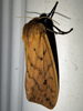 Pyrrharctia isabella - Banded Woolly Bear, Isabella Tiger Moth