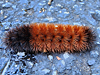 Pyrrharctia isabella - Banded Woolly Bear, Isabella Tiger Moth