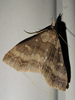 Renia discoloralis - Discolored Renia Moth