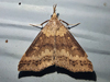 Renia discoloralis - Discolored Renia Moth