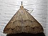 Renia discoloralis - Discolored Renia Moth