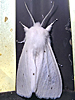 Spilosoma virginica - Virginia Tiger Moth
