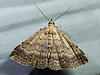 Tetanolita floridana - Florida Tetanolita